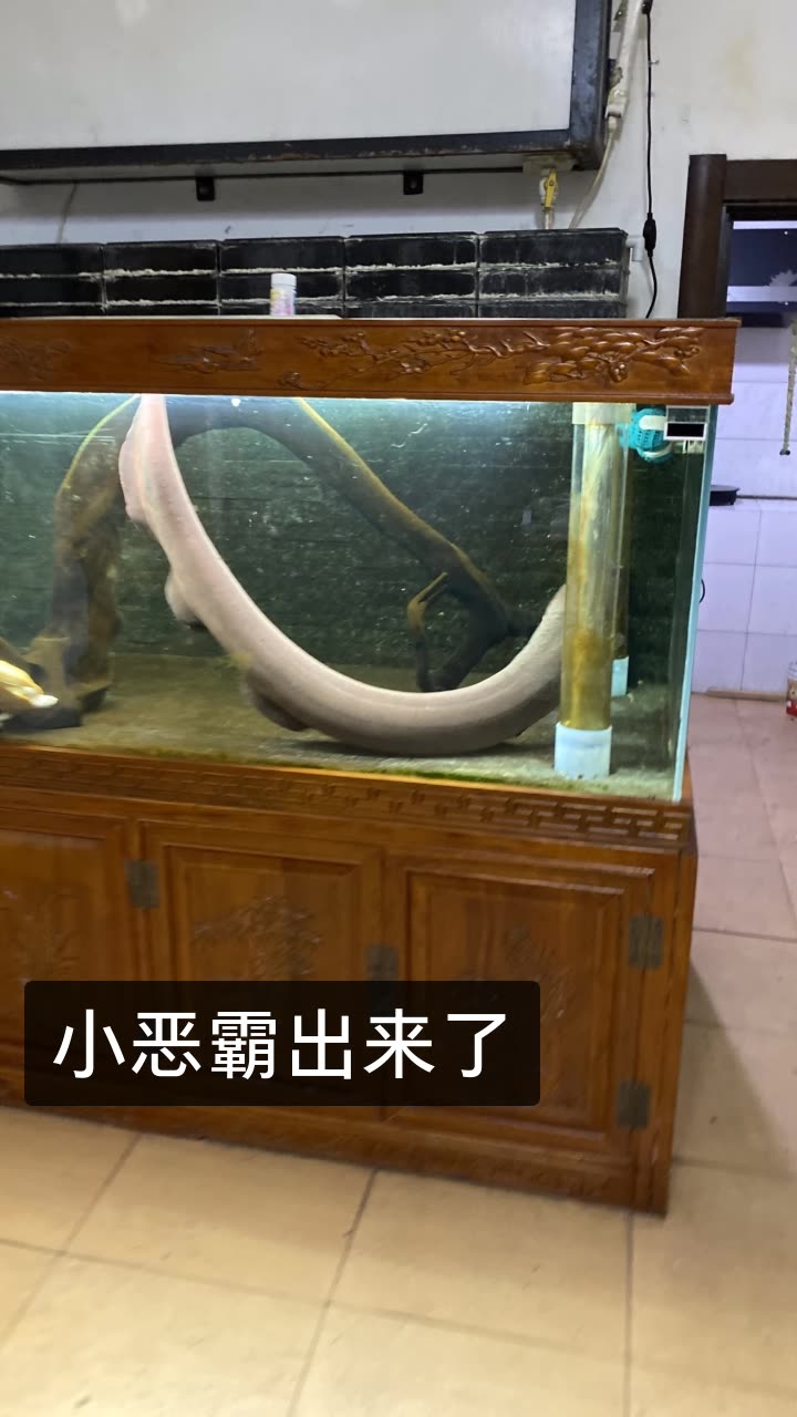 姜峰.各种玩的快手直播