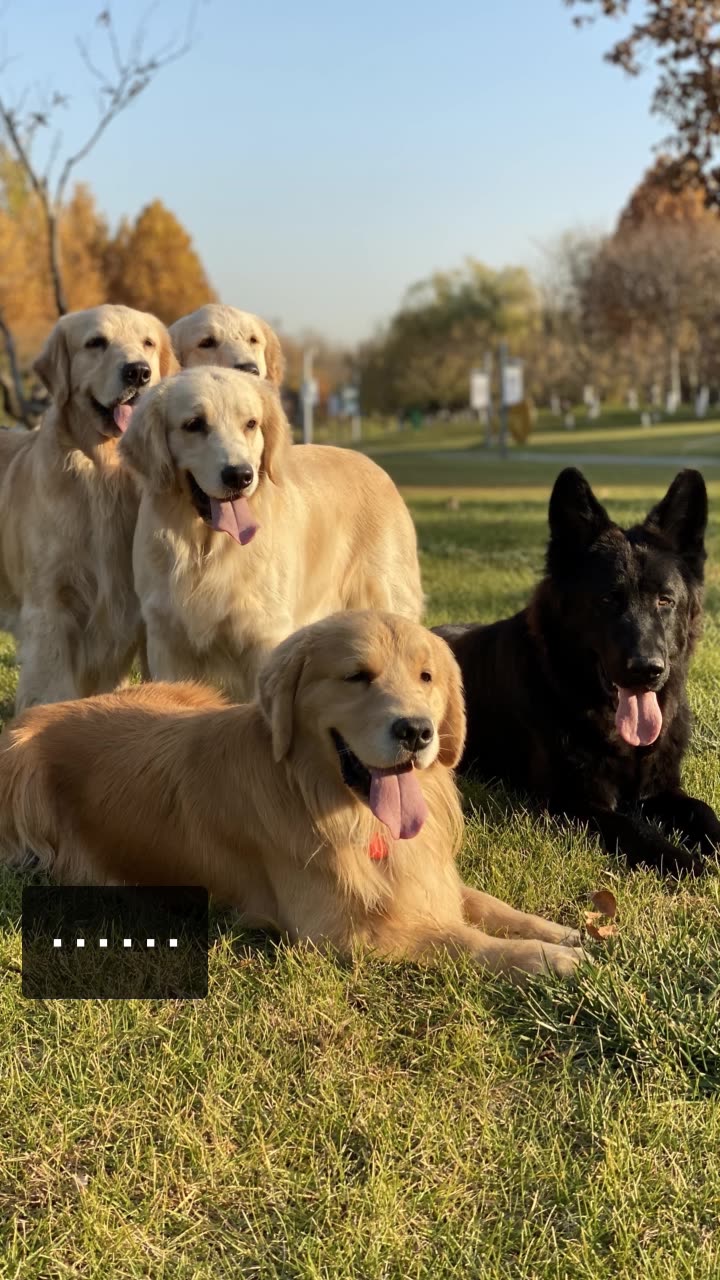 宾利百威是金毛的快手直播