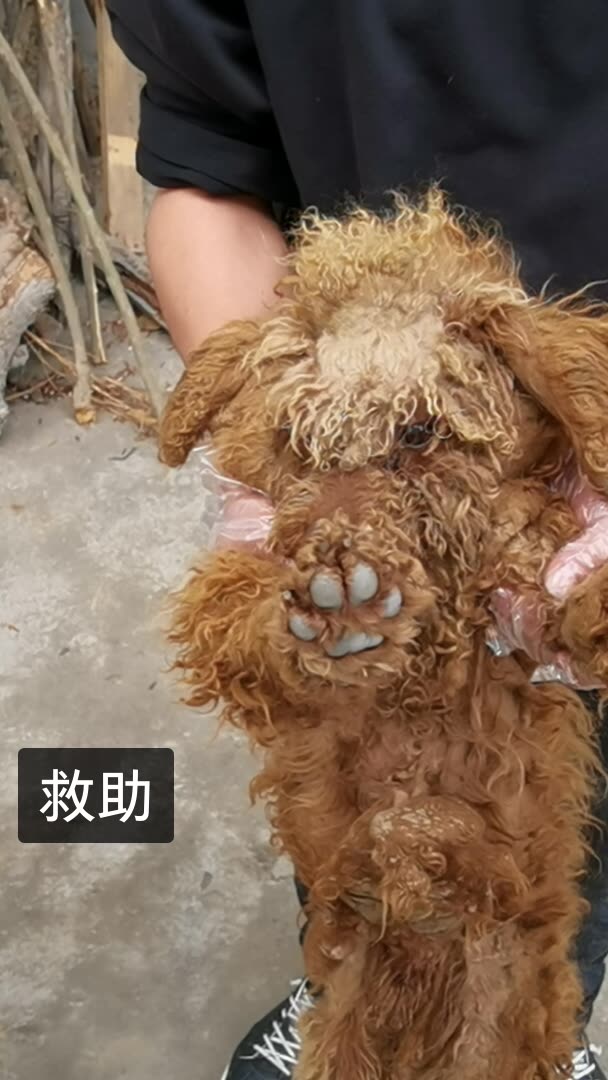 老疯杨是我的快手直播