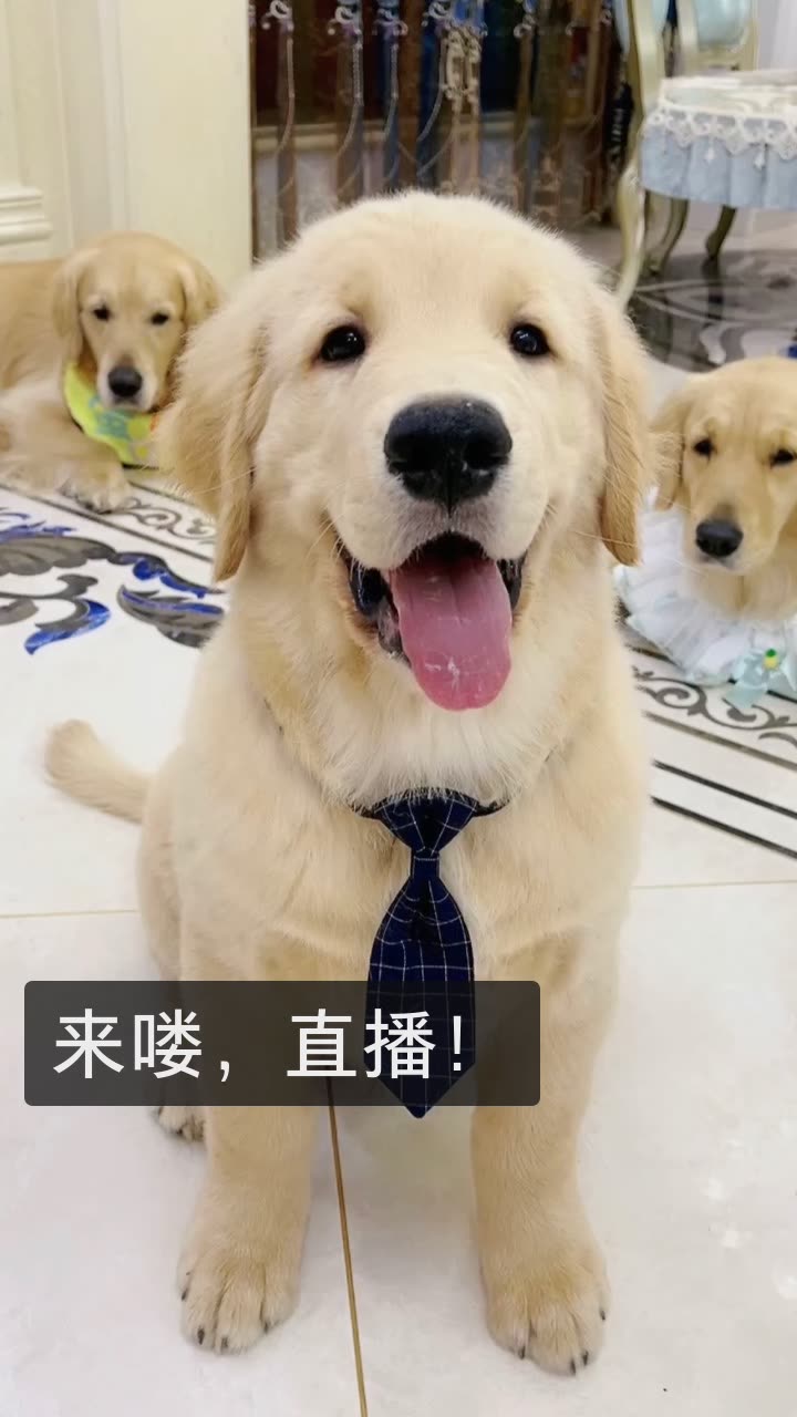 金毛蛋黄的快手直播