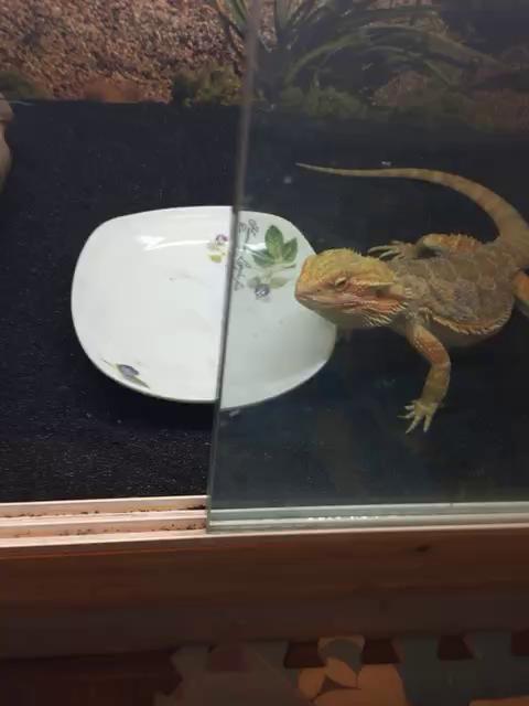 诠释小炮哥91的主页-快手直播