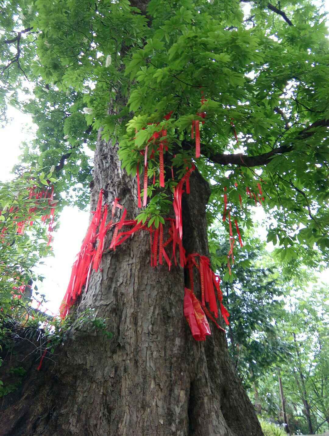 朝阳凤凰山菩提树图片