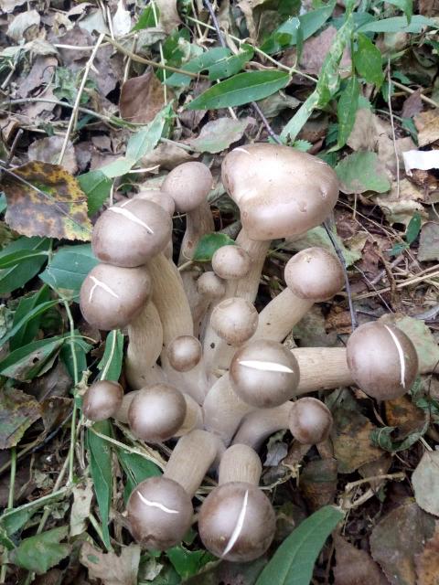 毛尖蘑.的主页-快手直播