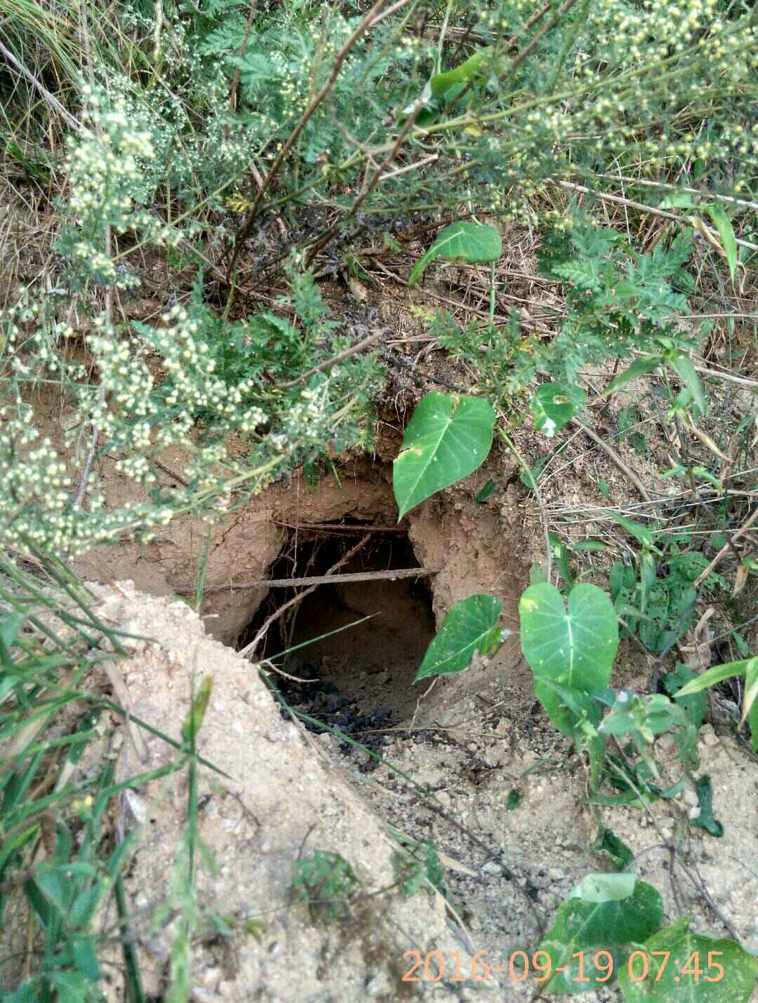 发现个獾子洞,可惜里边没有獾子 4400       赞       2年前