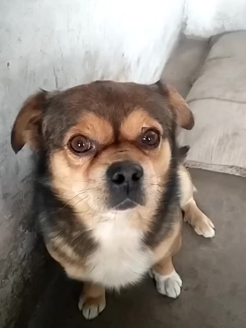 一条老狗 3年前