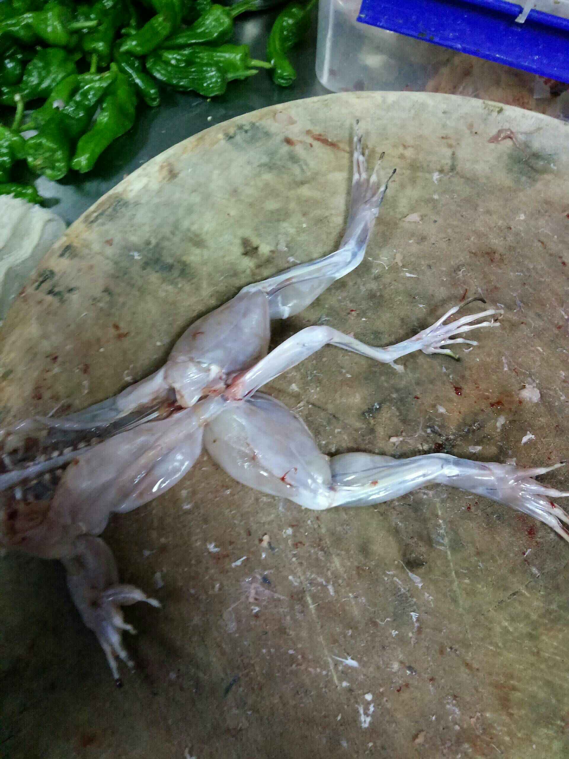 三条腿的牛蛙 9.