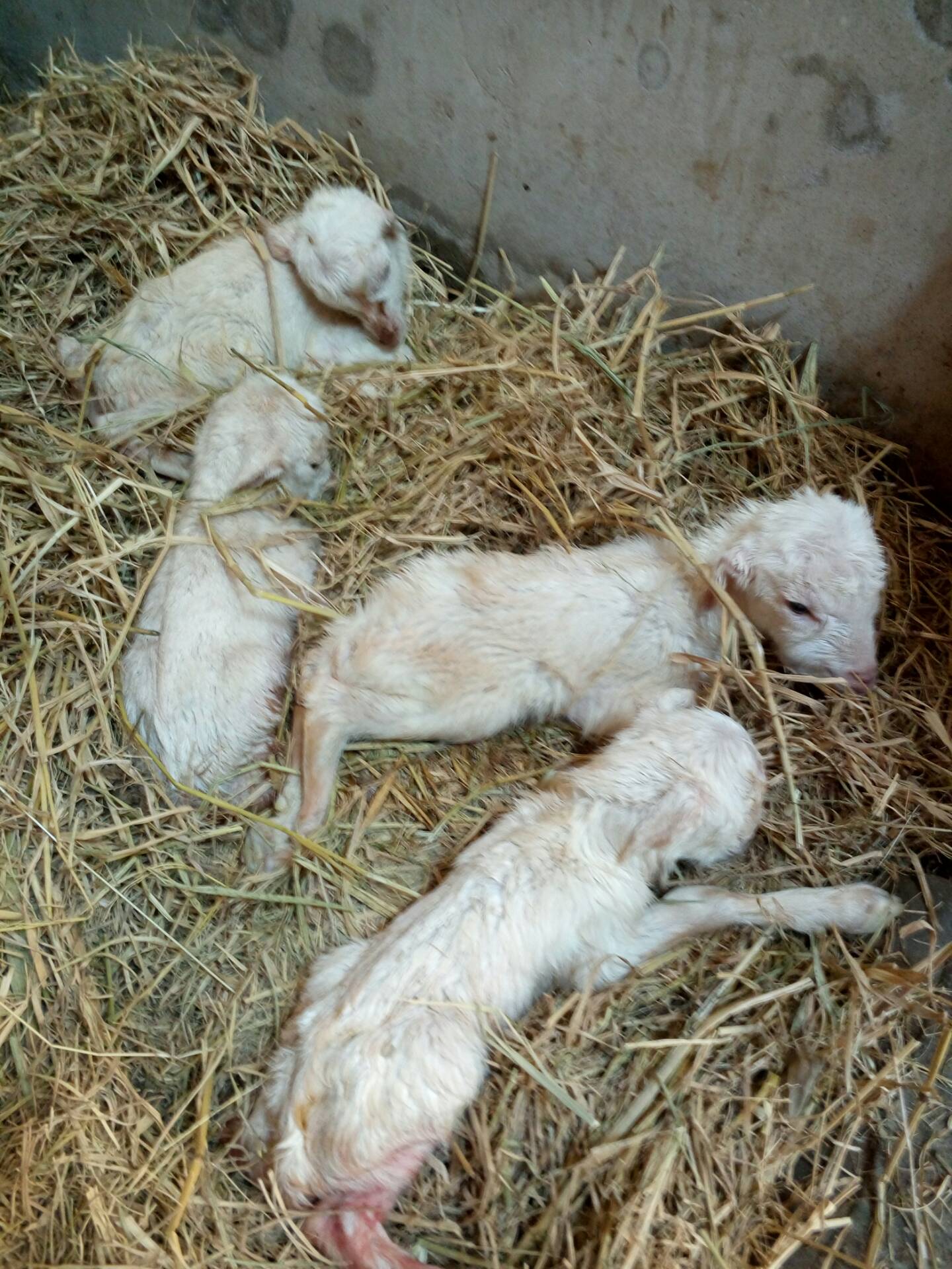 一胎生了六只小羊羔有四只活的很好两只死亡 3525       赞