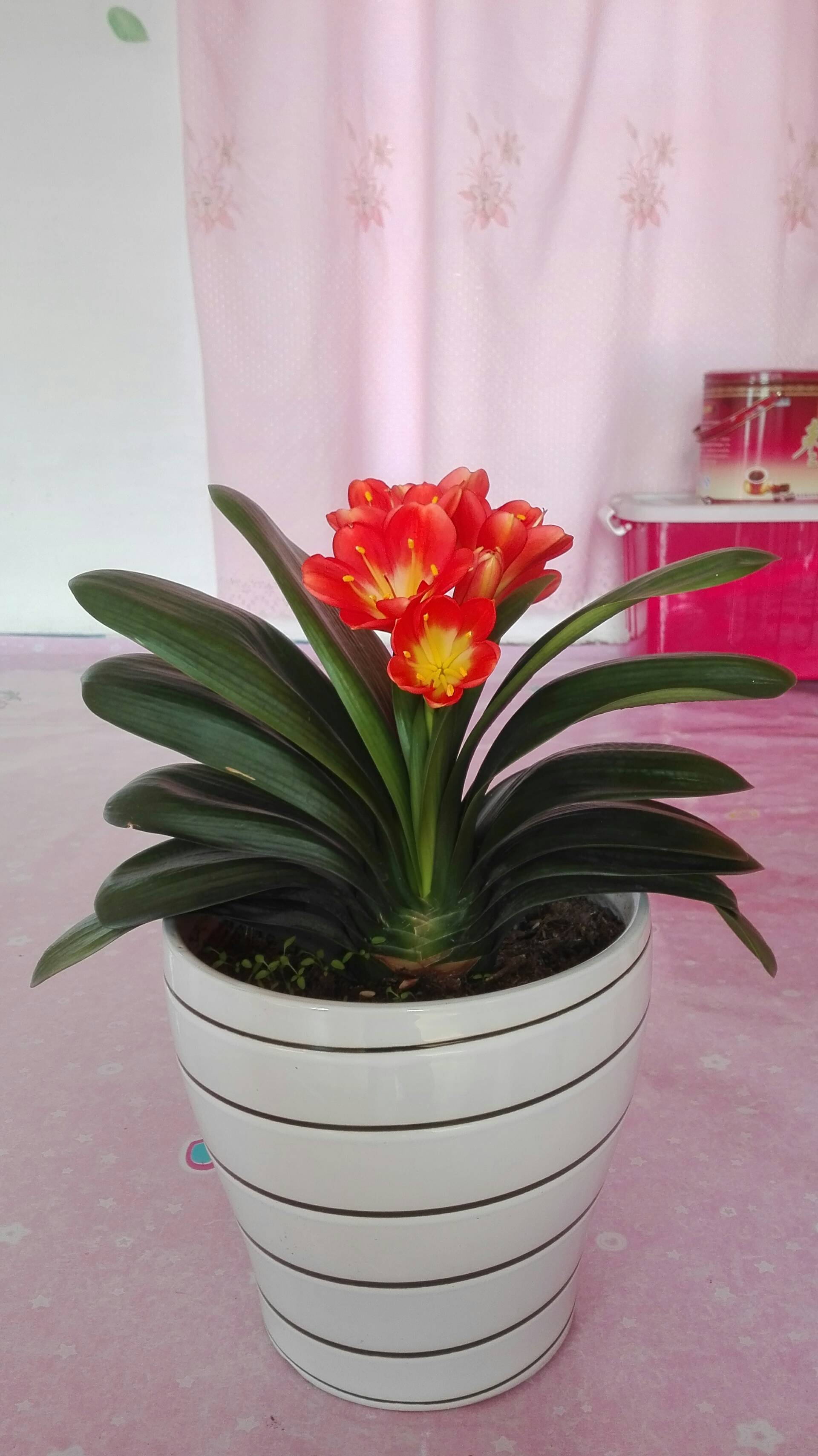 我的圆头和尚君子兰开花了. 3年前