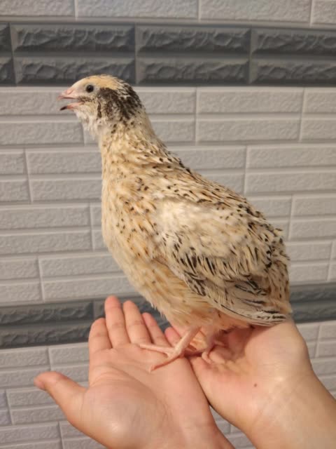 第一次近距离拍摄法国莎维麦脱鹌鹑 1773        赞