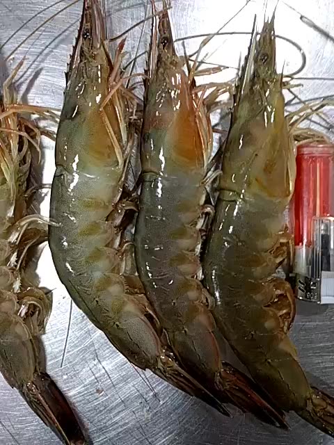 活的海洋虾                       3年前