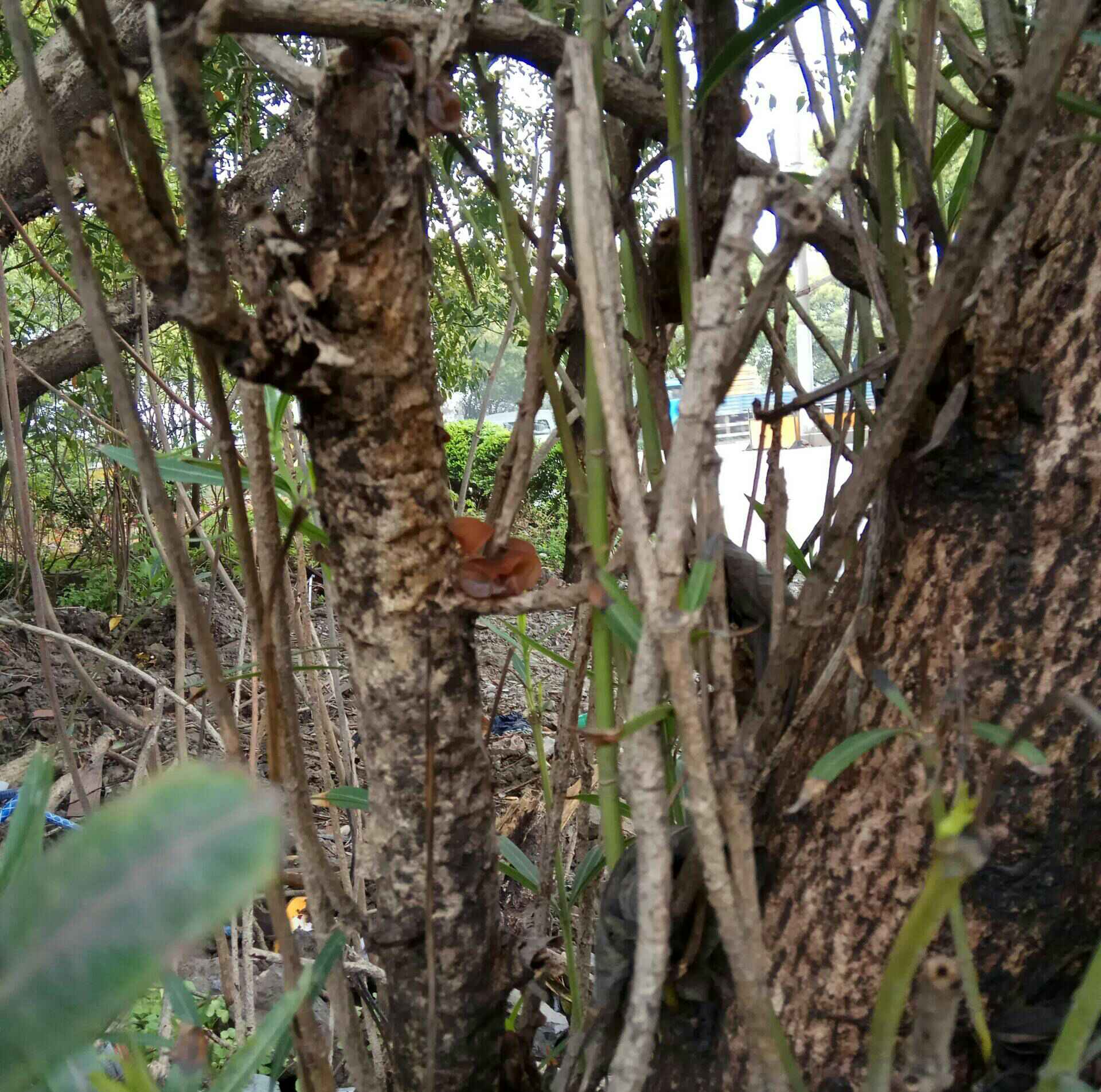 全天然树中木耳 3年前