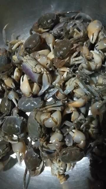 腌制嘟噜子(中华厚蟹) 178       赞                   评论