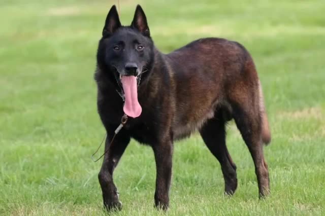 魅力黑红马犬 131       赞                   评论              2