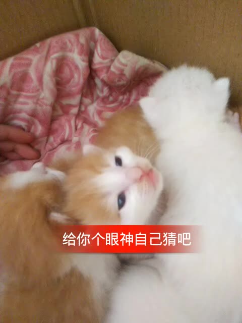 快手直播