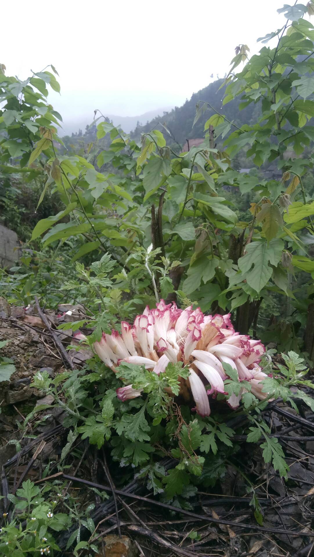6k 0 1年前 :那不是彼岸花 是我们老家的  苦蒿花 松子お  1年前 回复
