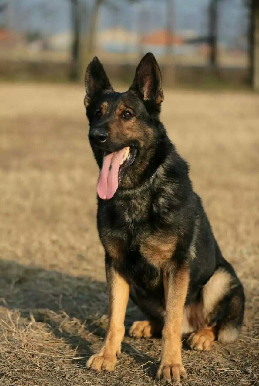 马犬东德爱犬人