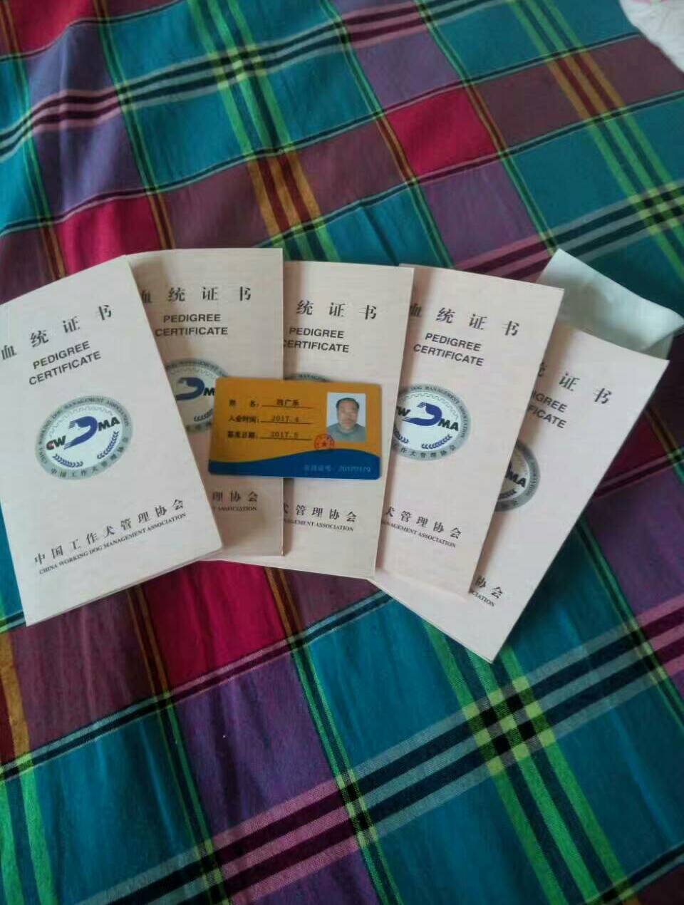 家有多条纯血统马犬种公种母 - 肃宁马犬拉布拉多的快手