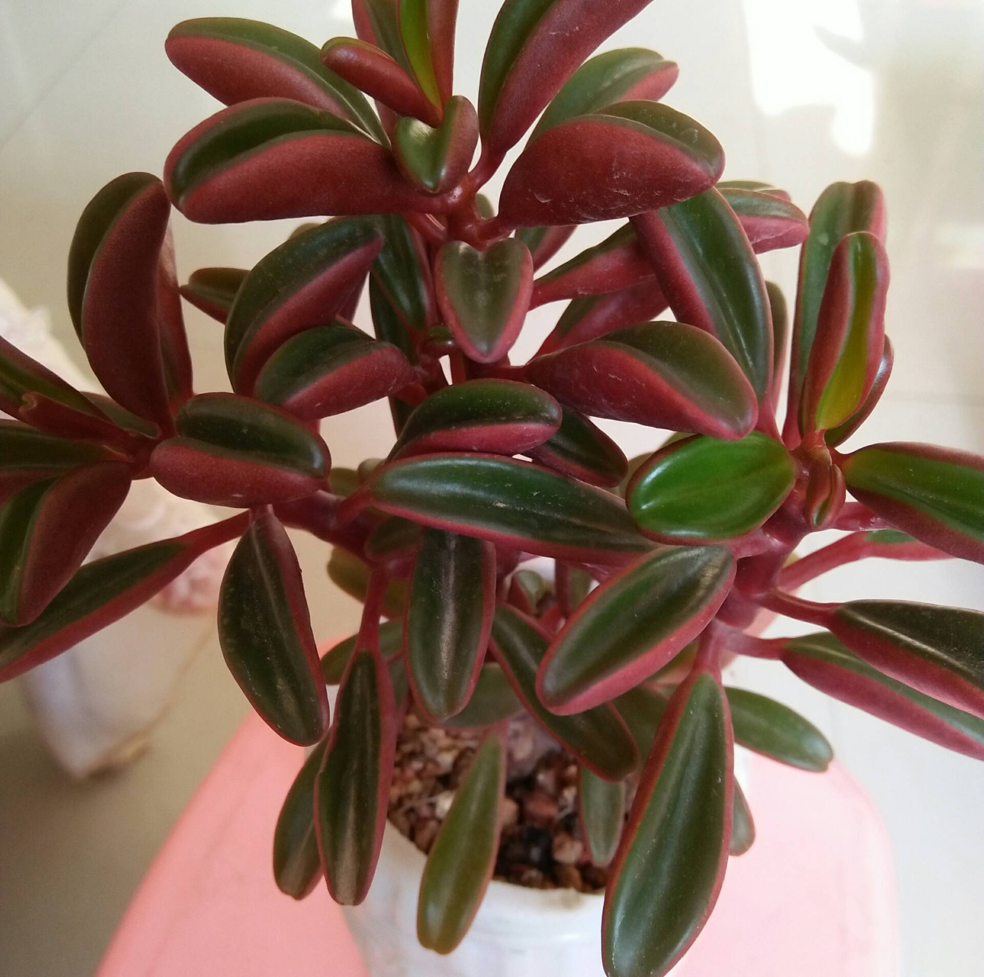 红背椒草 2年前