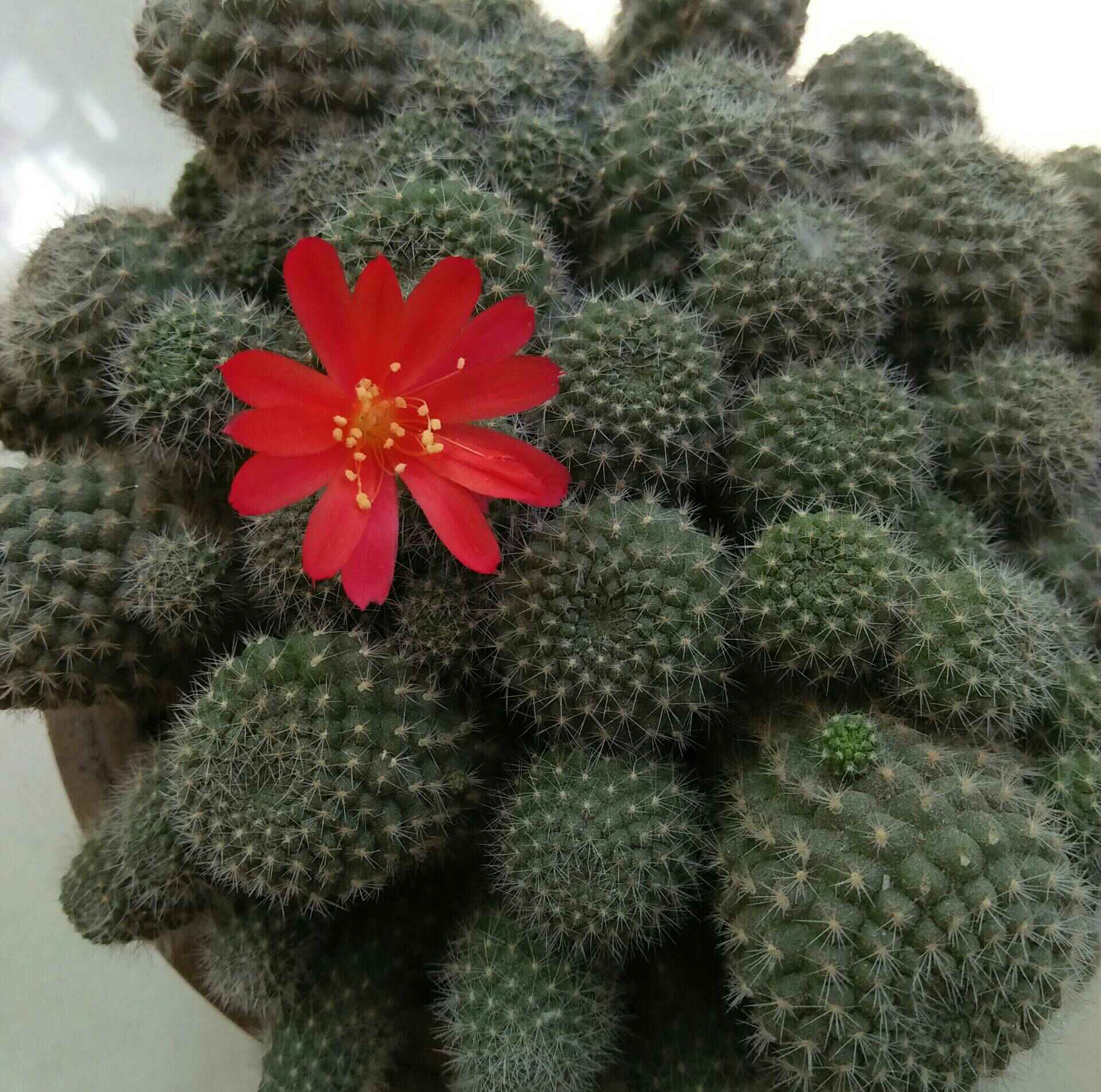 毛球开花了 2年前