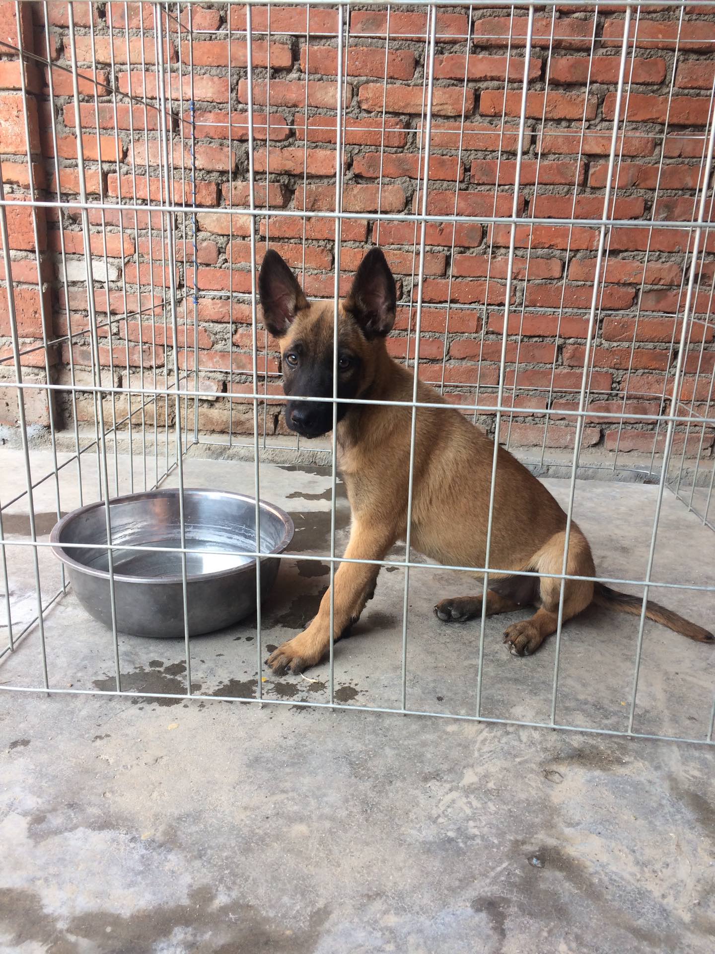 刚搞了条剑血小母 剑孙女玩玩看这么样 - 青岛-逆风马犬的快手