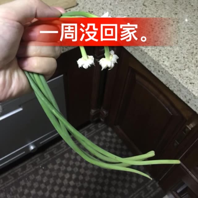 蔫了烂了的蒜苔图片图片