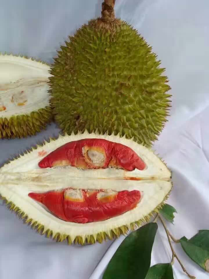 马来西亚红虾榴莲. 2年前