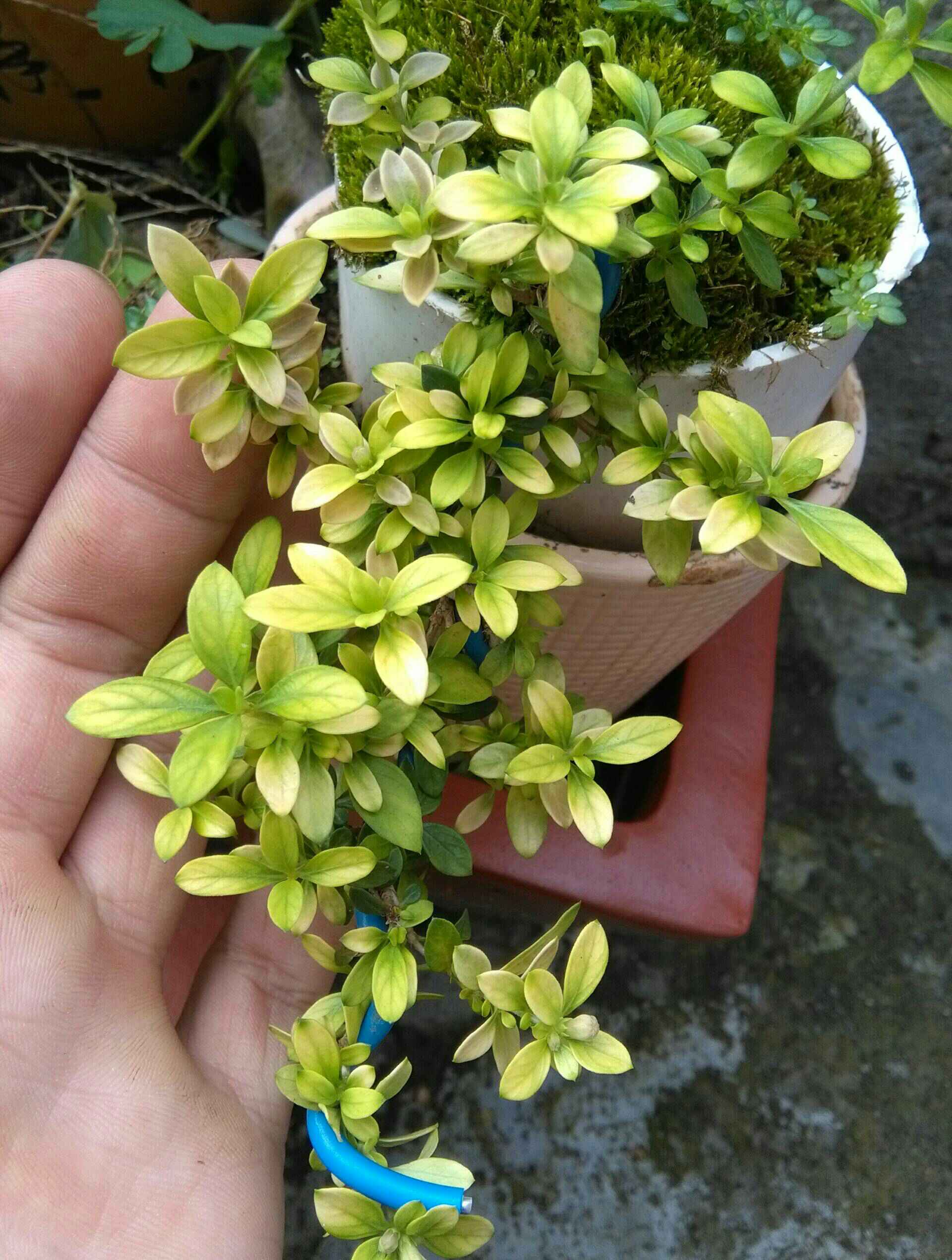 重瓣六月雪                       2年前