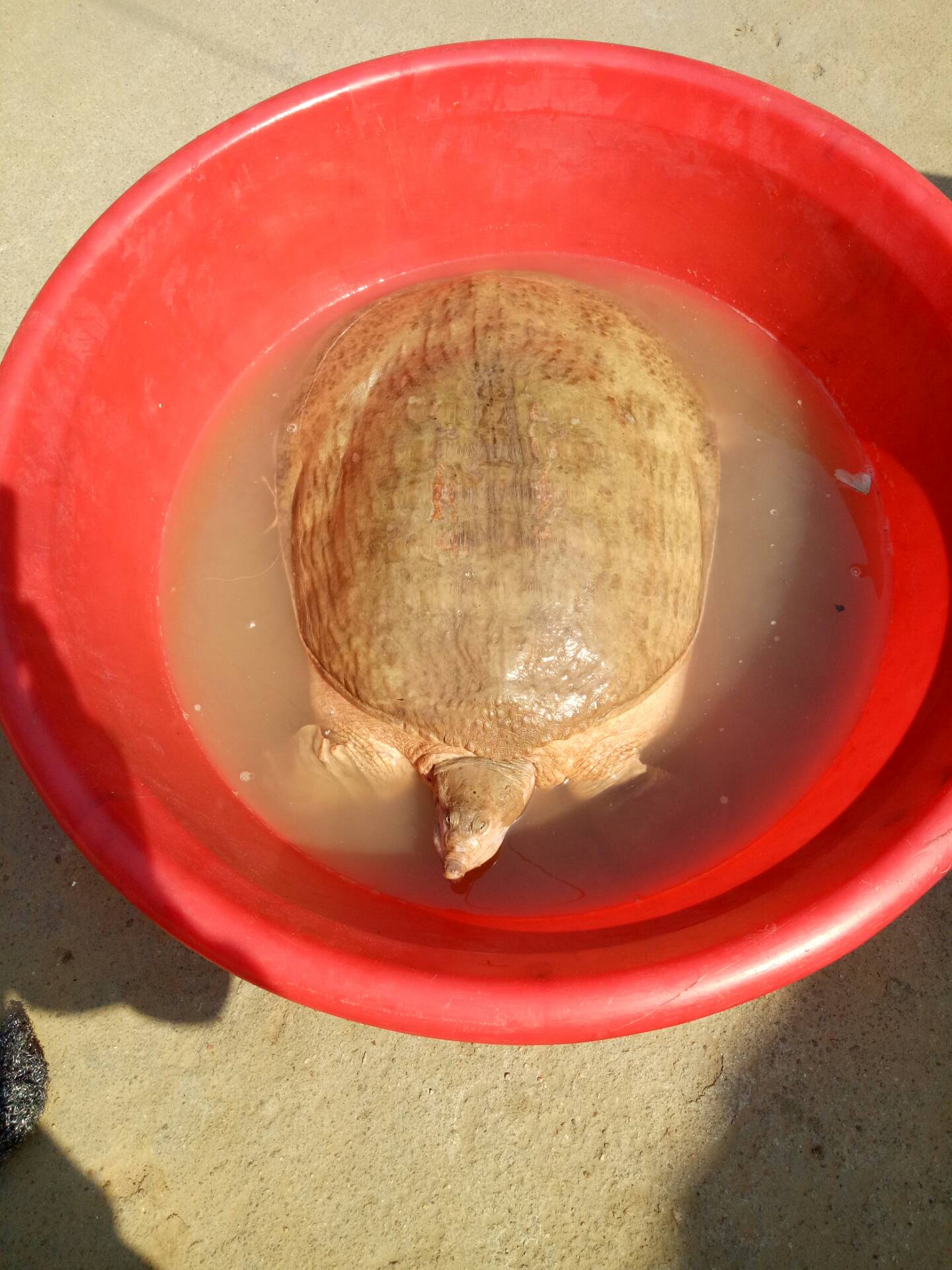 黄河大甲鱼 423        赞