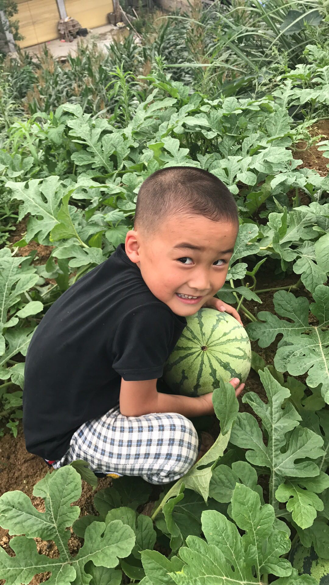 小兔崽子今天和邻居家小孩取偷西瓜了!