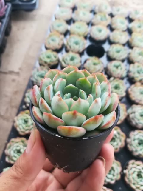 荣耀 多肉 植物 2年前