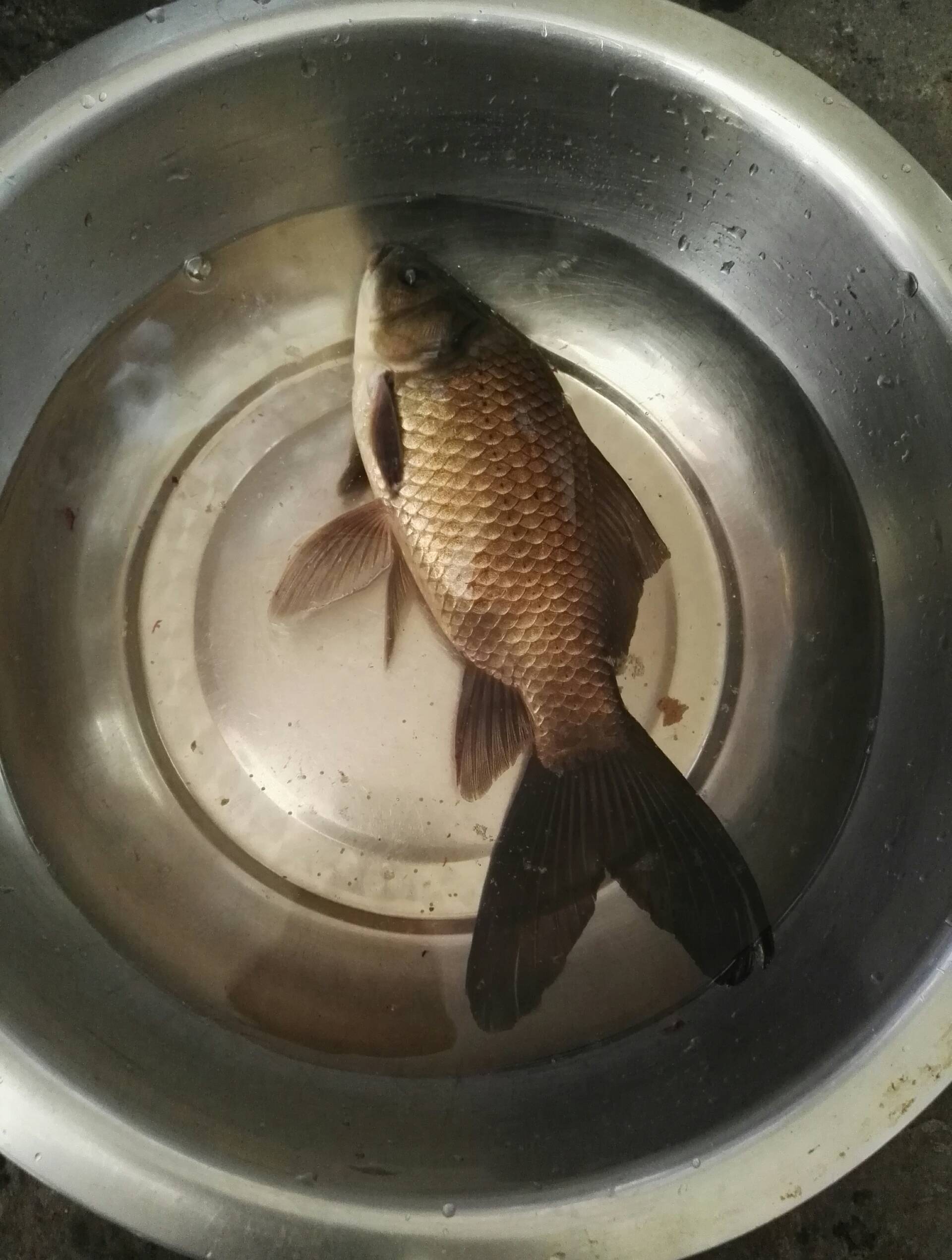 变异鲫鱼 2年前