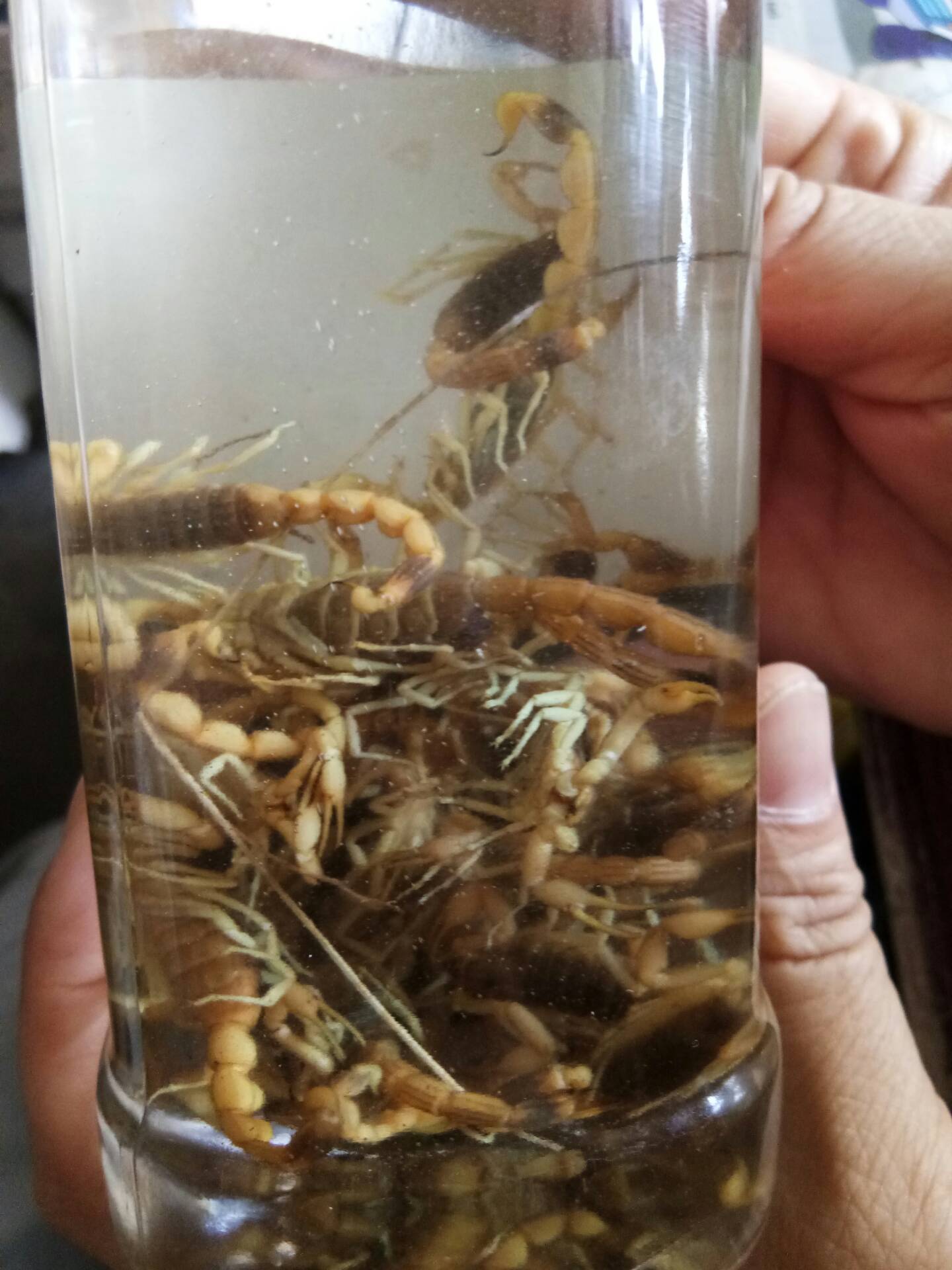 伏天酒泡蝎子,以毒攻毒!