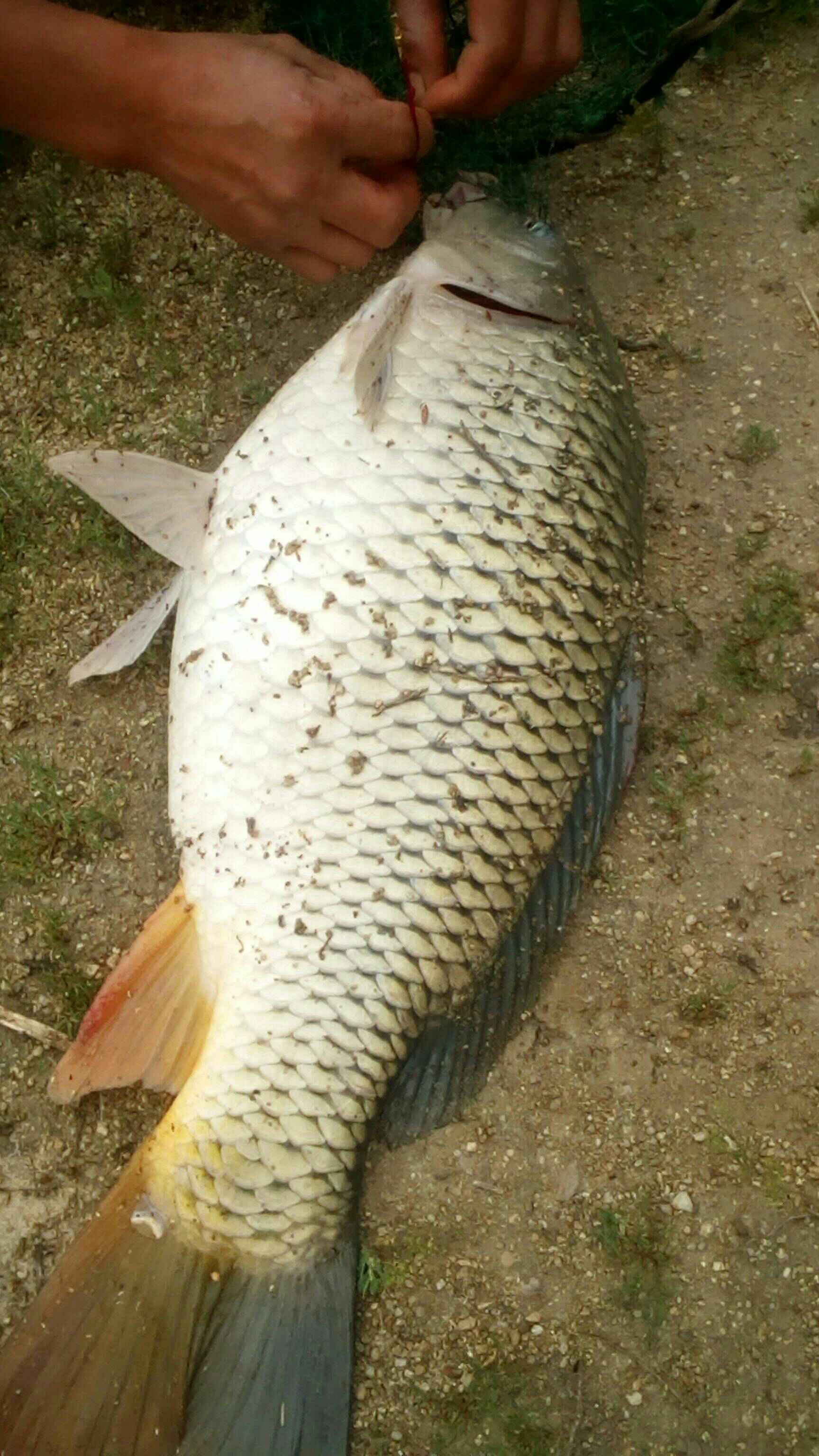 钓的十斤大鱼 254        赞                   评论              2