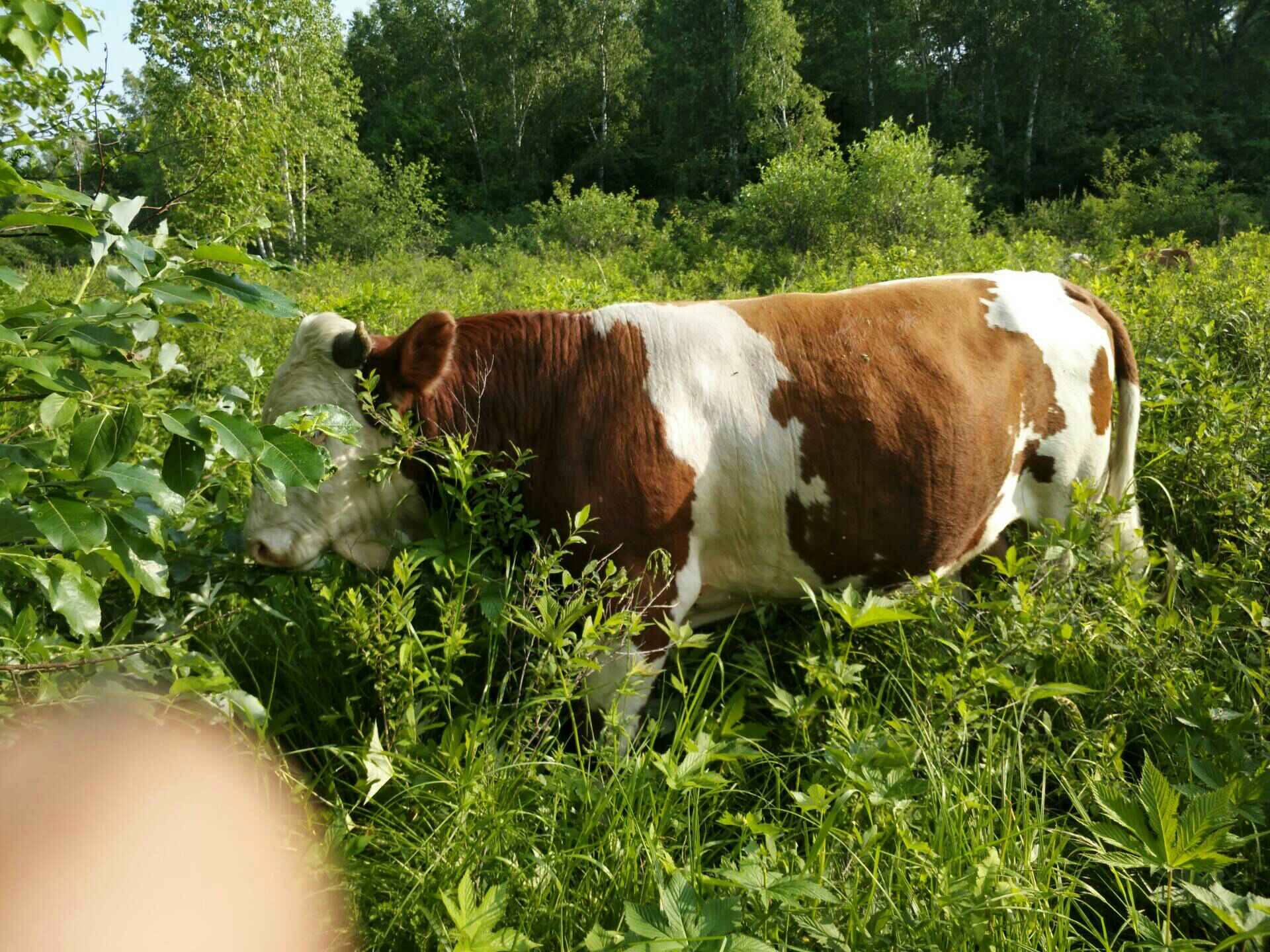 看看这个莽子,有多重.