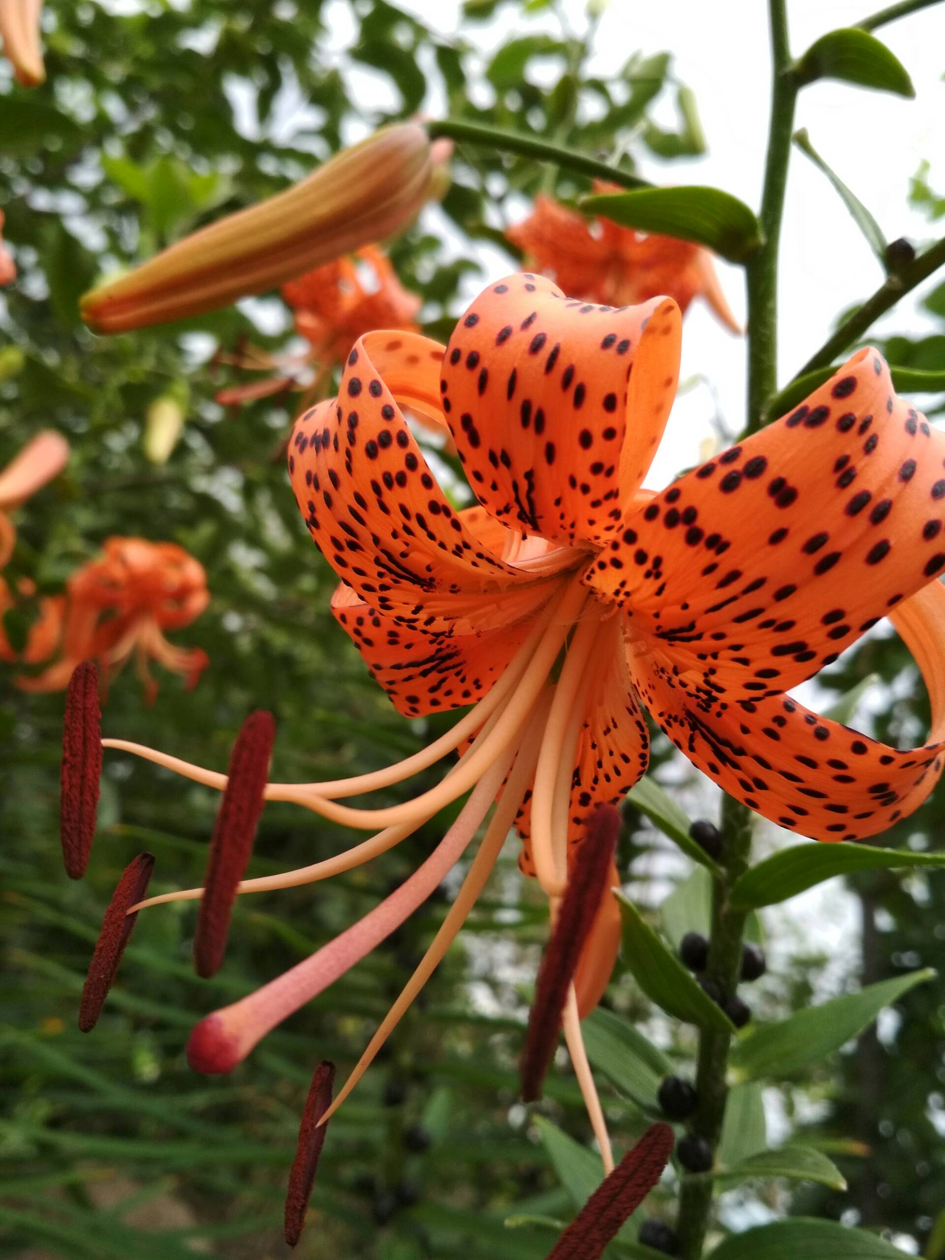 清谷幽兰41-快手直播