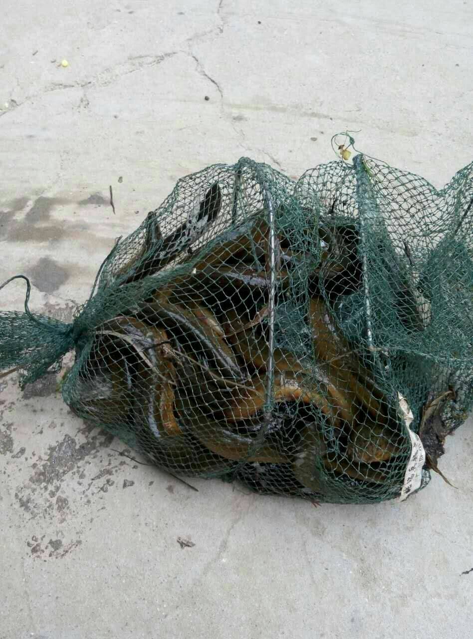 赞                 0 评论              2年前 这回是第二次下地笼