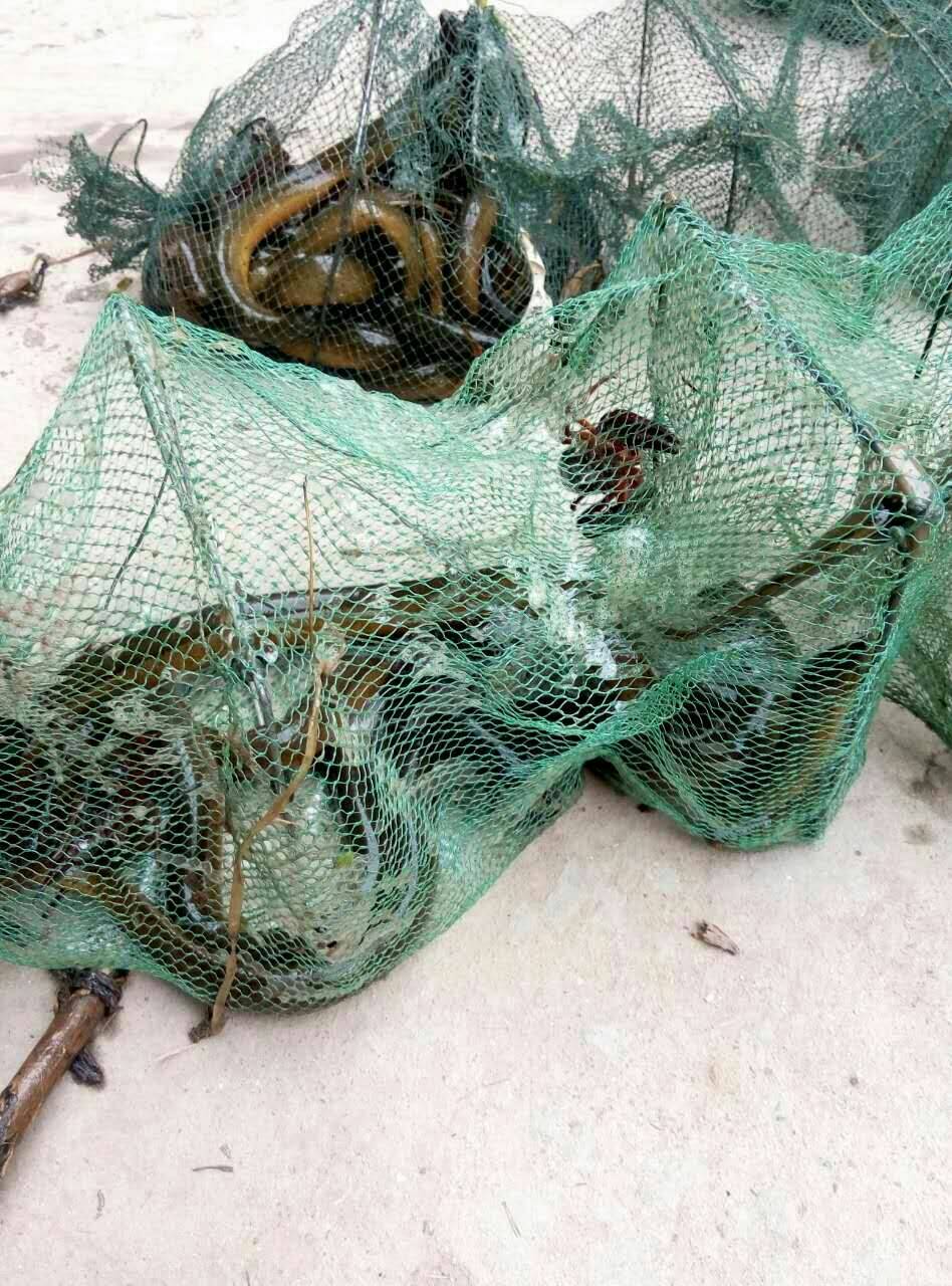 赞                 0 评论              2年前 这回是第二次下地笼