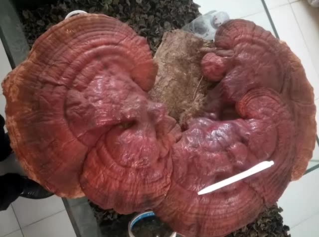 野生灵芝,根雕,桃木剑,五福临门. 2年前