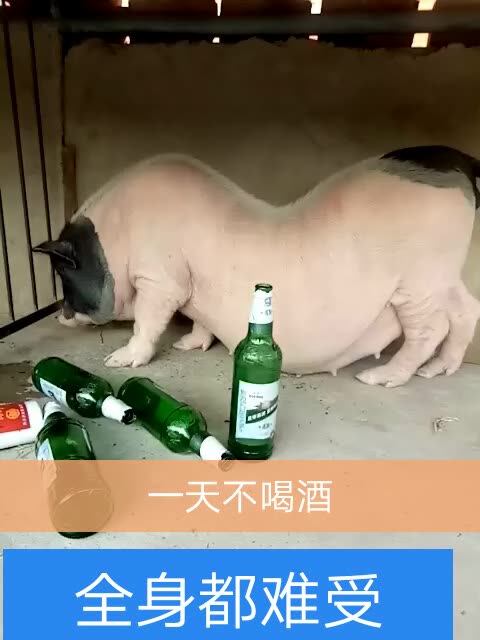 唐山nl猪哥的主页-快手直播