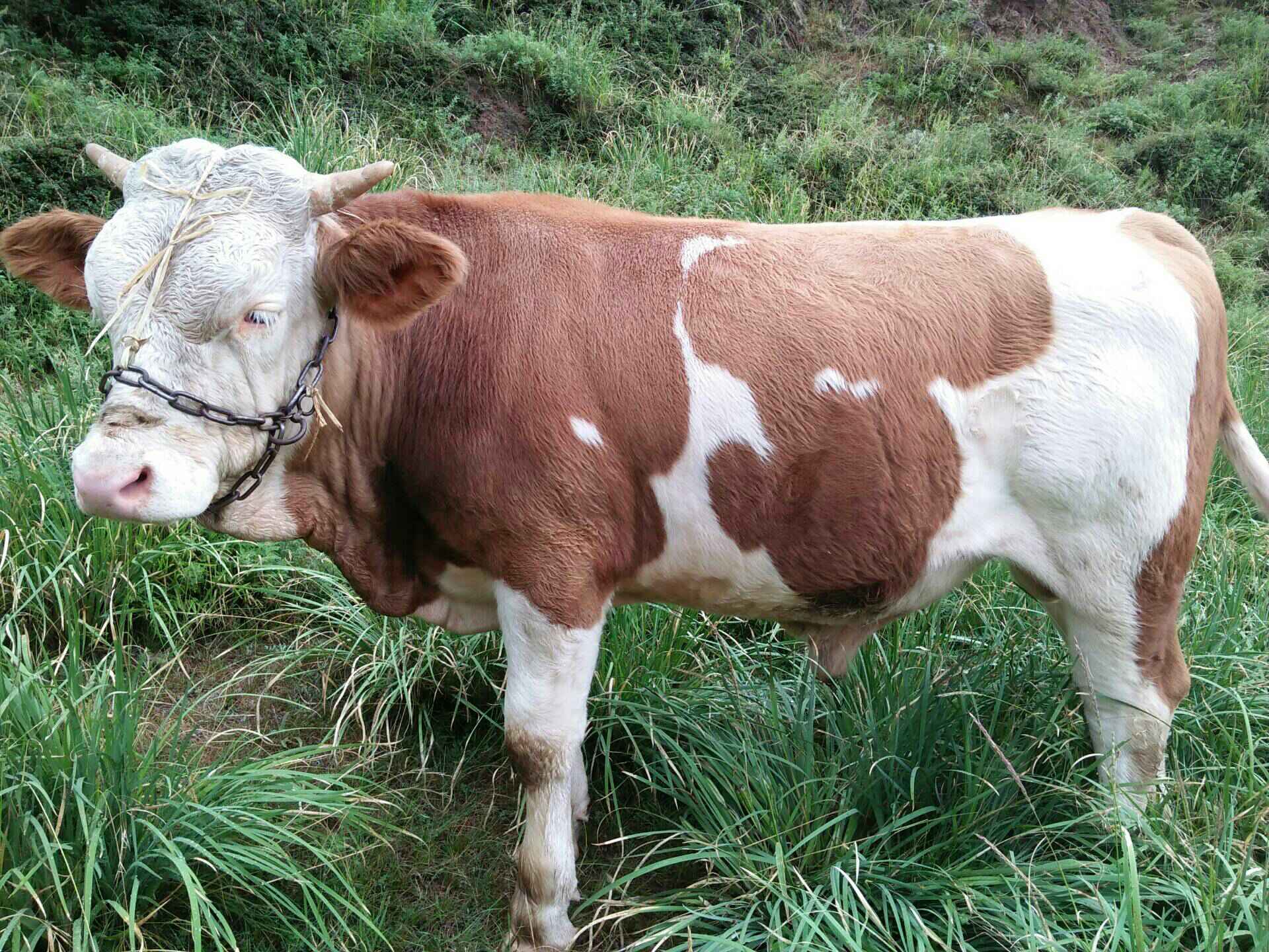 十四个月小公牛 2年前