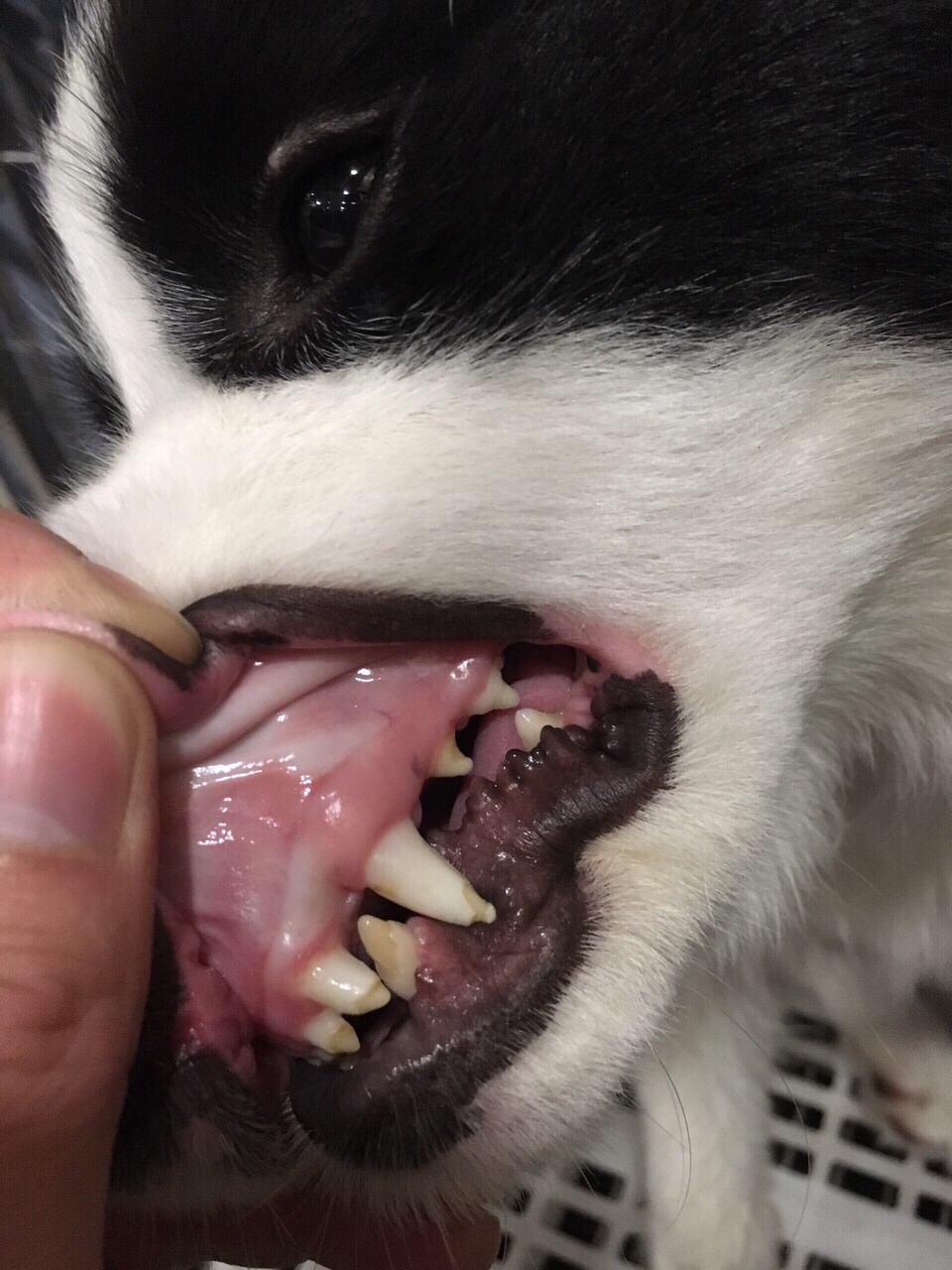 土霉素属于广谱抗生素,对很多疾病都有很好