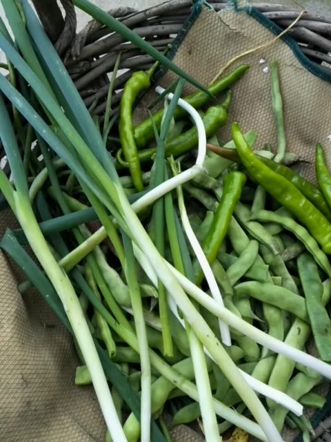 晚饭就吃炖豆角,切点葱和辣椒拌点酱,想想就老香了,干就完了!