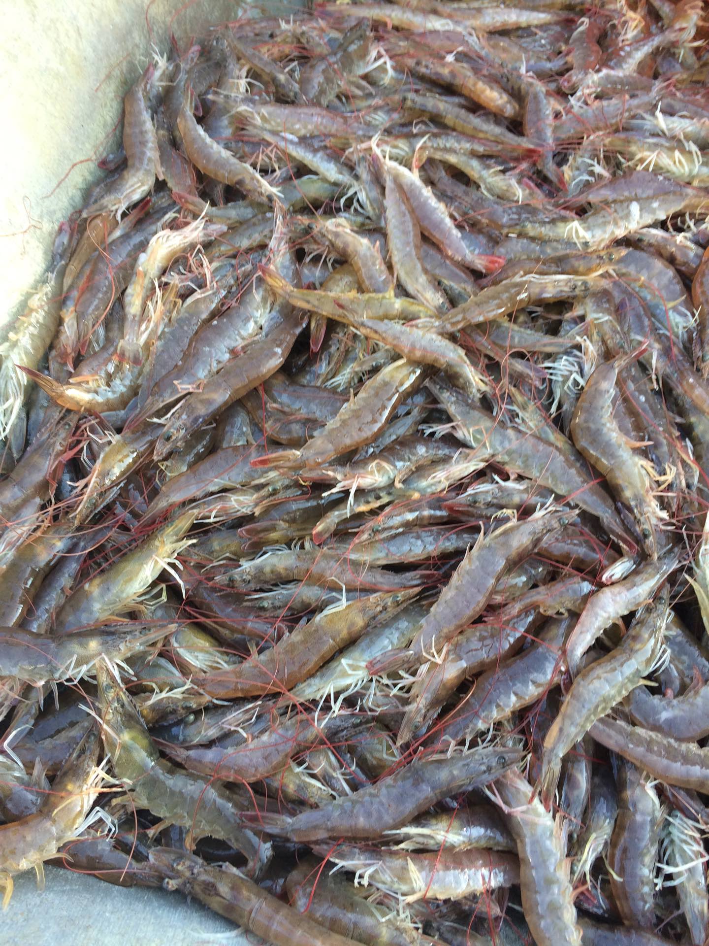 吃虾的季节来到,味道鲜美海水虾,喜欢的把爱心点亮 103       赞