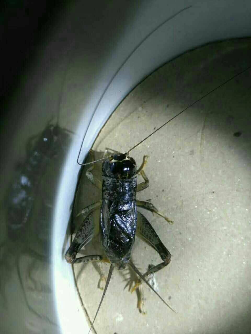 宁津蛐蛐牙大色正 2年前