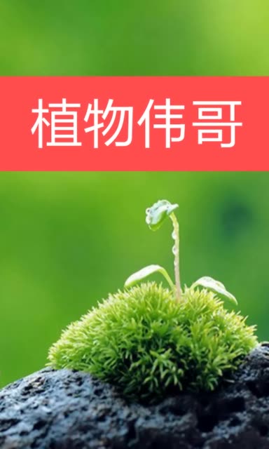 植物伟哥名不虚传