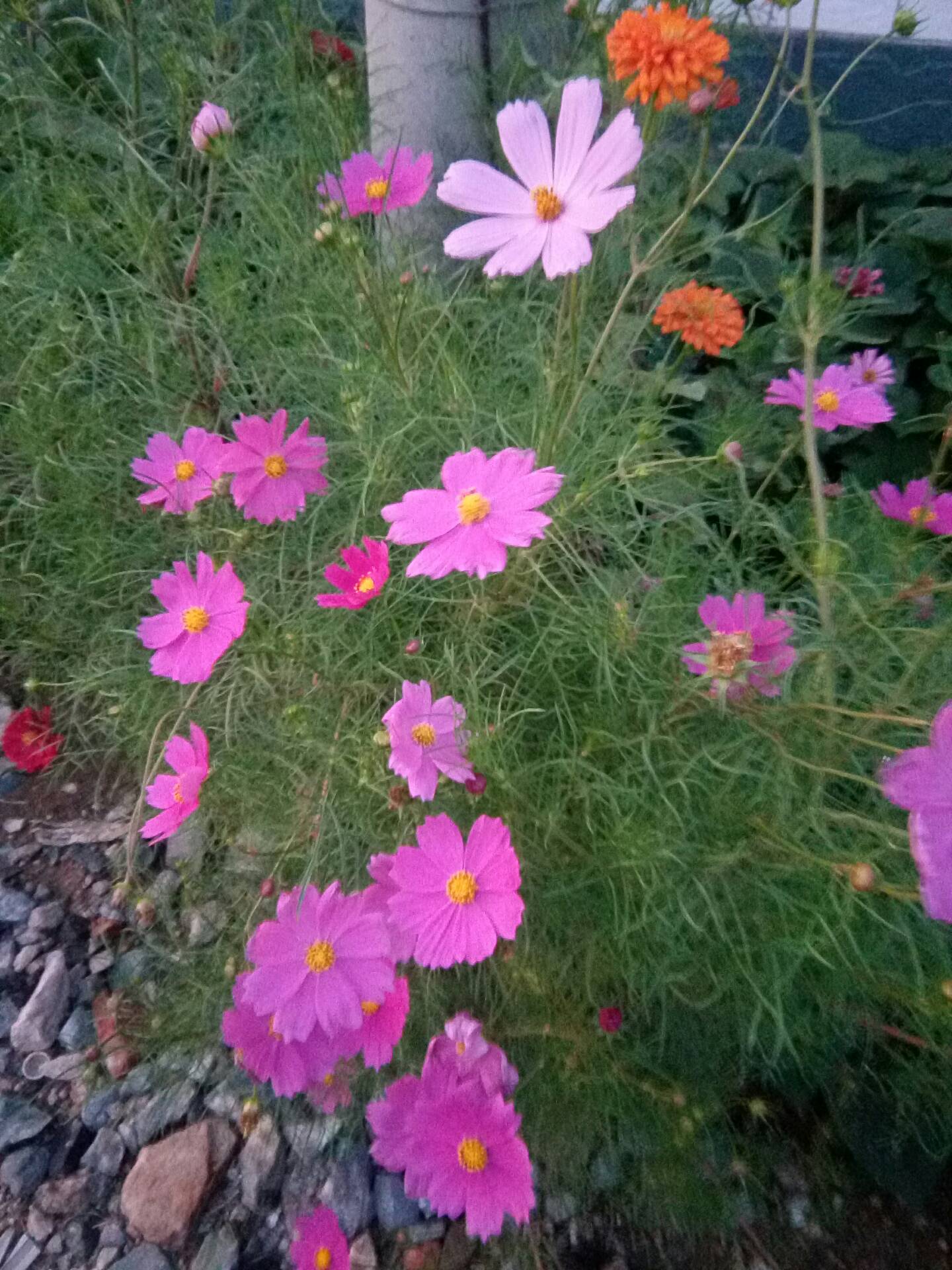 小小的笤帚梅 31 25 489 0 玫瑰花22310月前 我们叫沙蓬花 好美