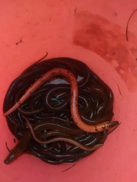 我是第二次下到了,第一次这个比它小点放了.这个善鱼一会也放生.