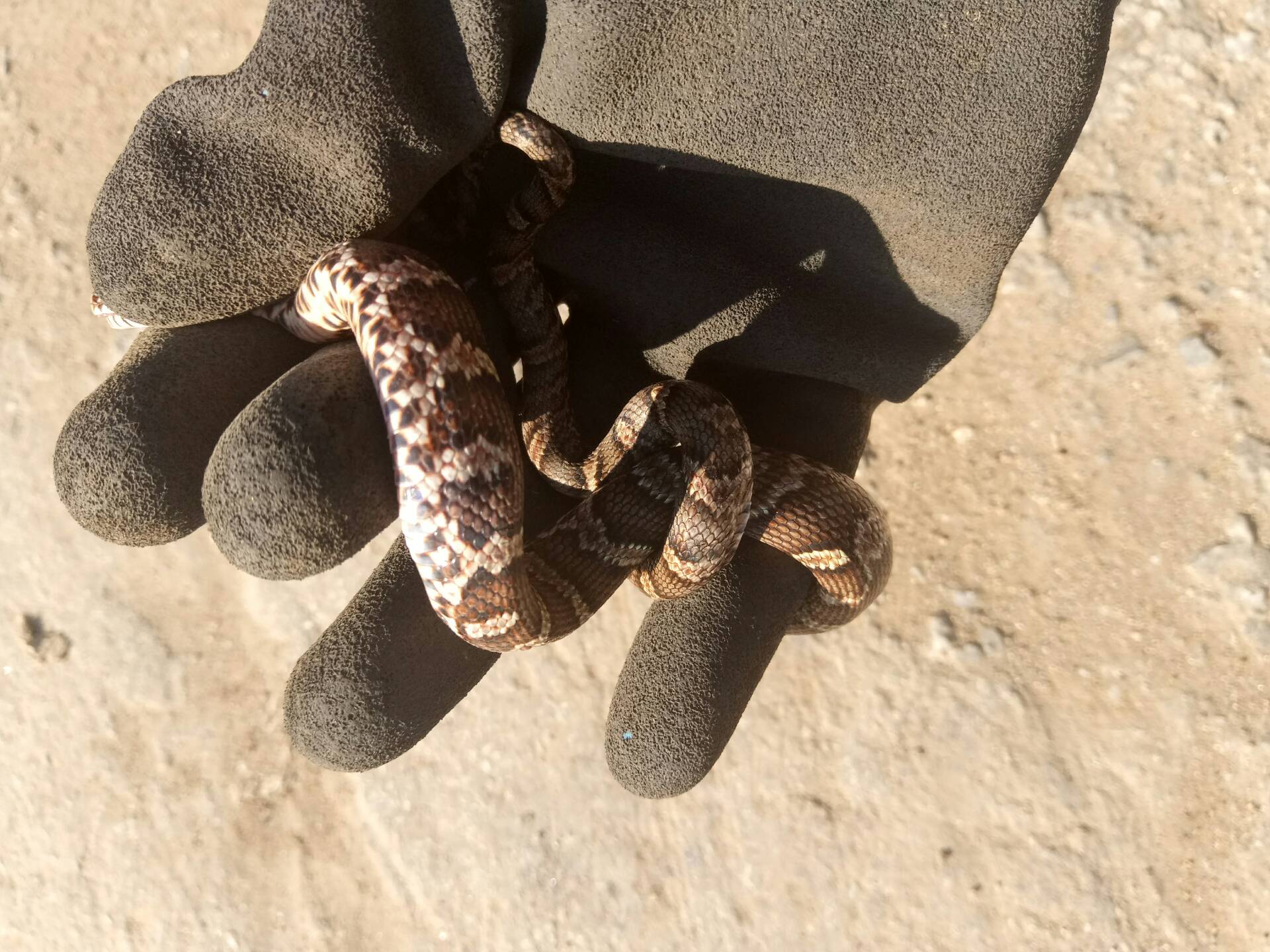 就是一条小小的地皮蛇,为什么还要让我带手套,,一点也不刺激了 627