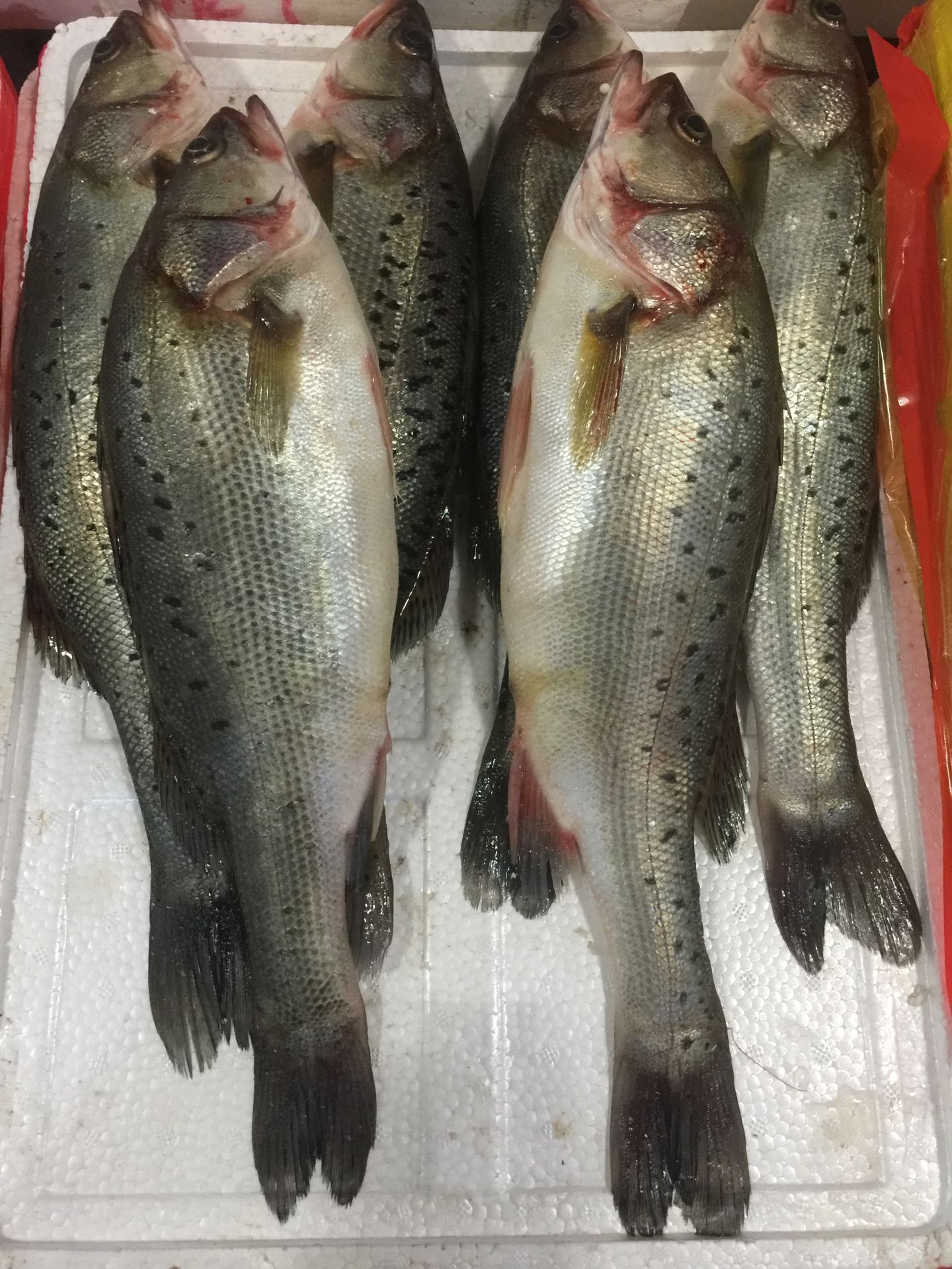 每日一鲜----鲈鱼 161       赞                   评论