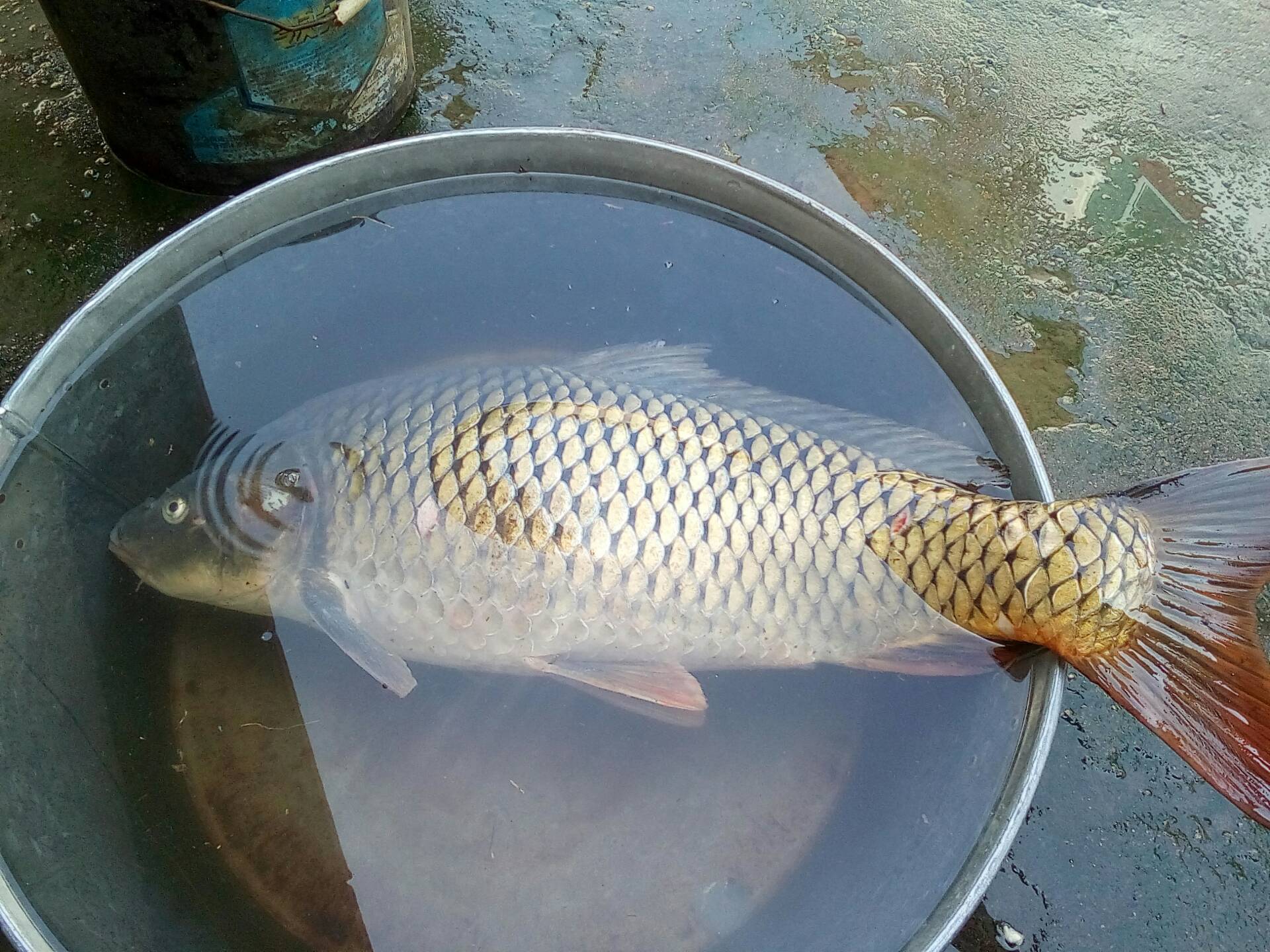 夜钓十五斤大鲤鱼 751       赞                   评论